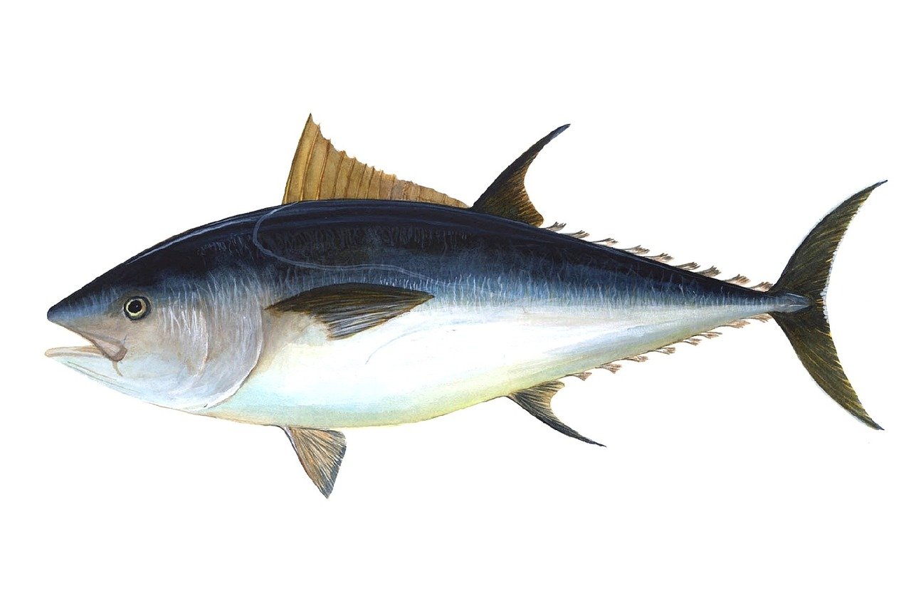 tuna, fish, bigeye tuna, thunnus obesus, predatory fish, thunnus, fishing, nature, sea creatures, aquatic life, drawing