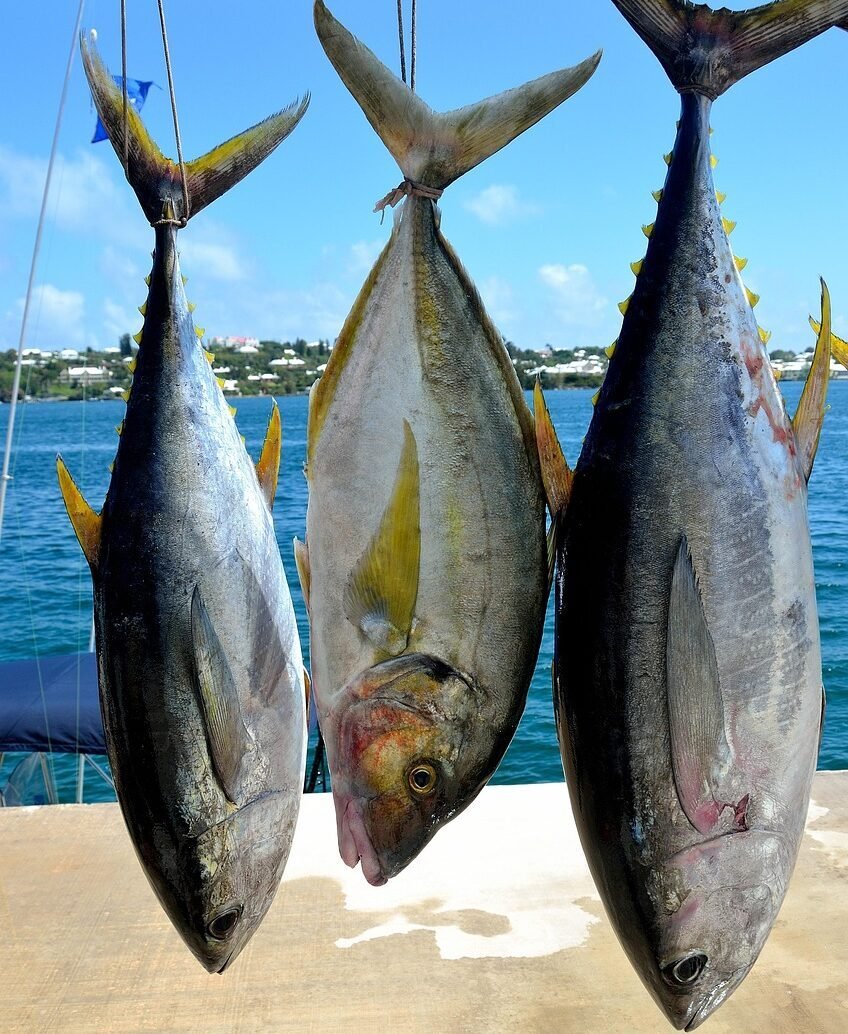 tuna, fish, fresh seafood, seafood, tuna, tuna, tuna, tuna, tuna