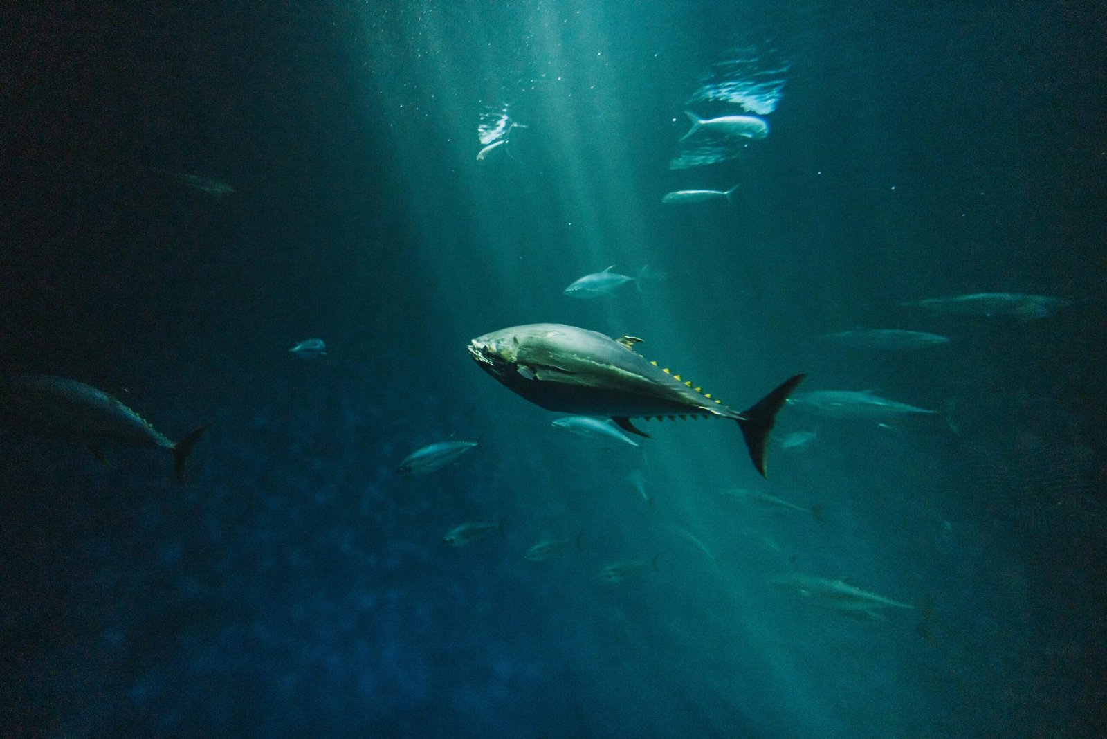 Premium OEM Canned Tuna Manufacturing Facility