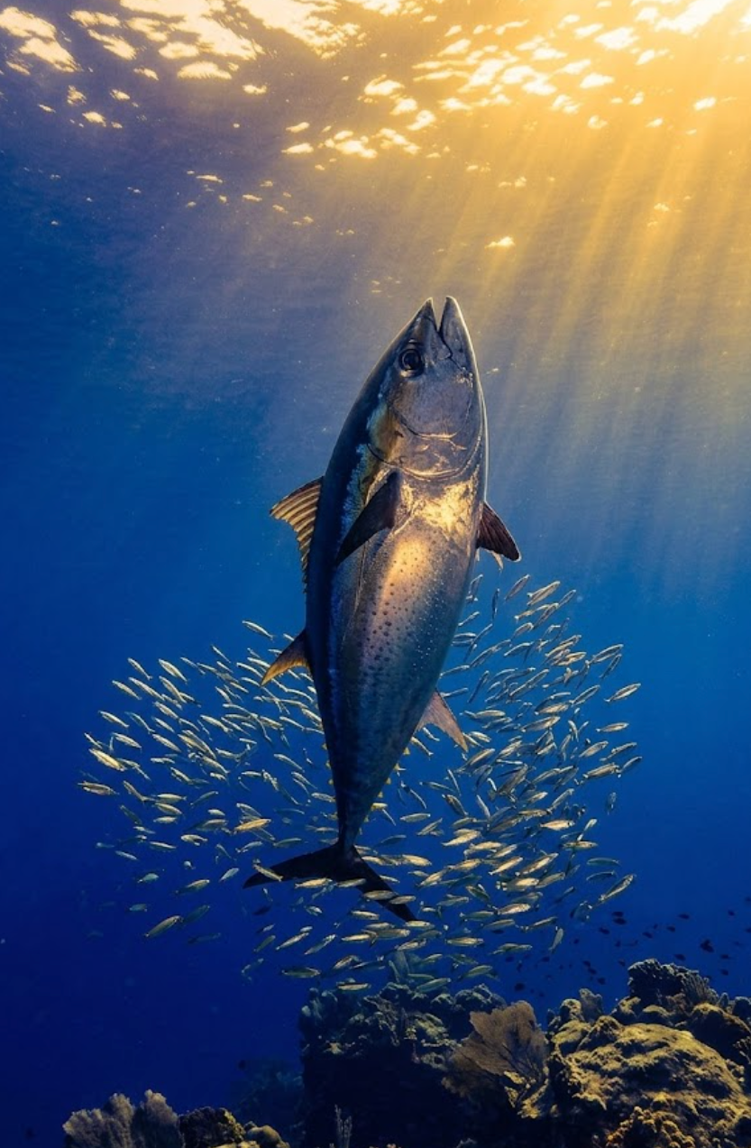 Quality control and food safety standards for canned tuna
