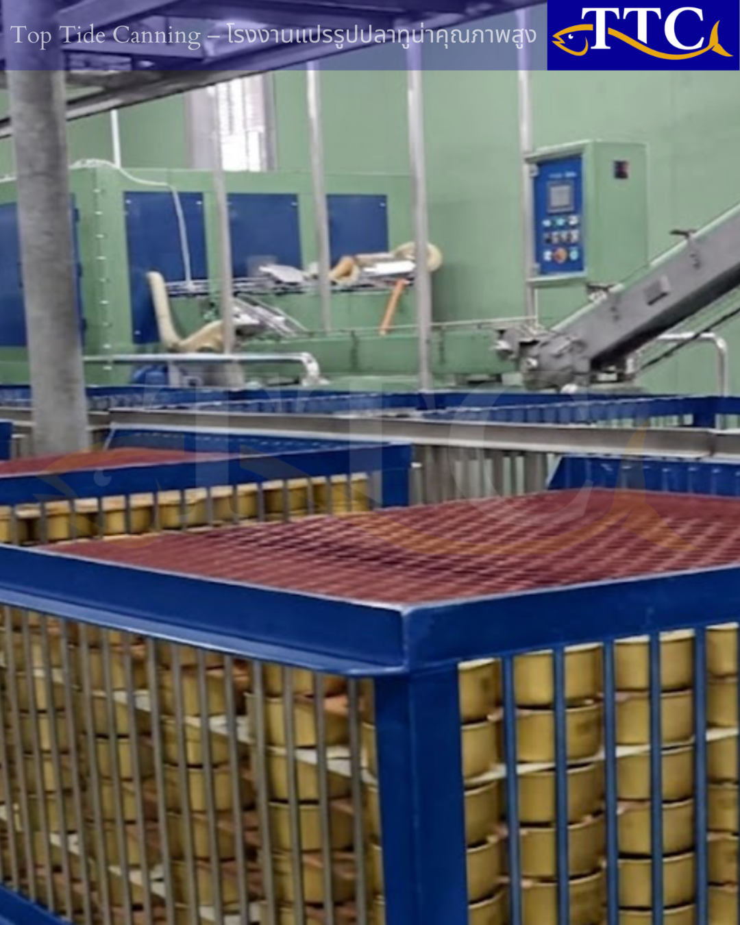 Professional Wholesale Tuna Supply