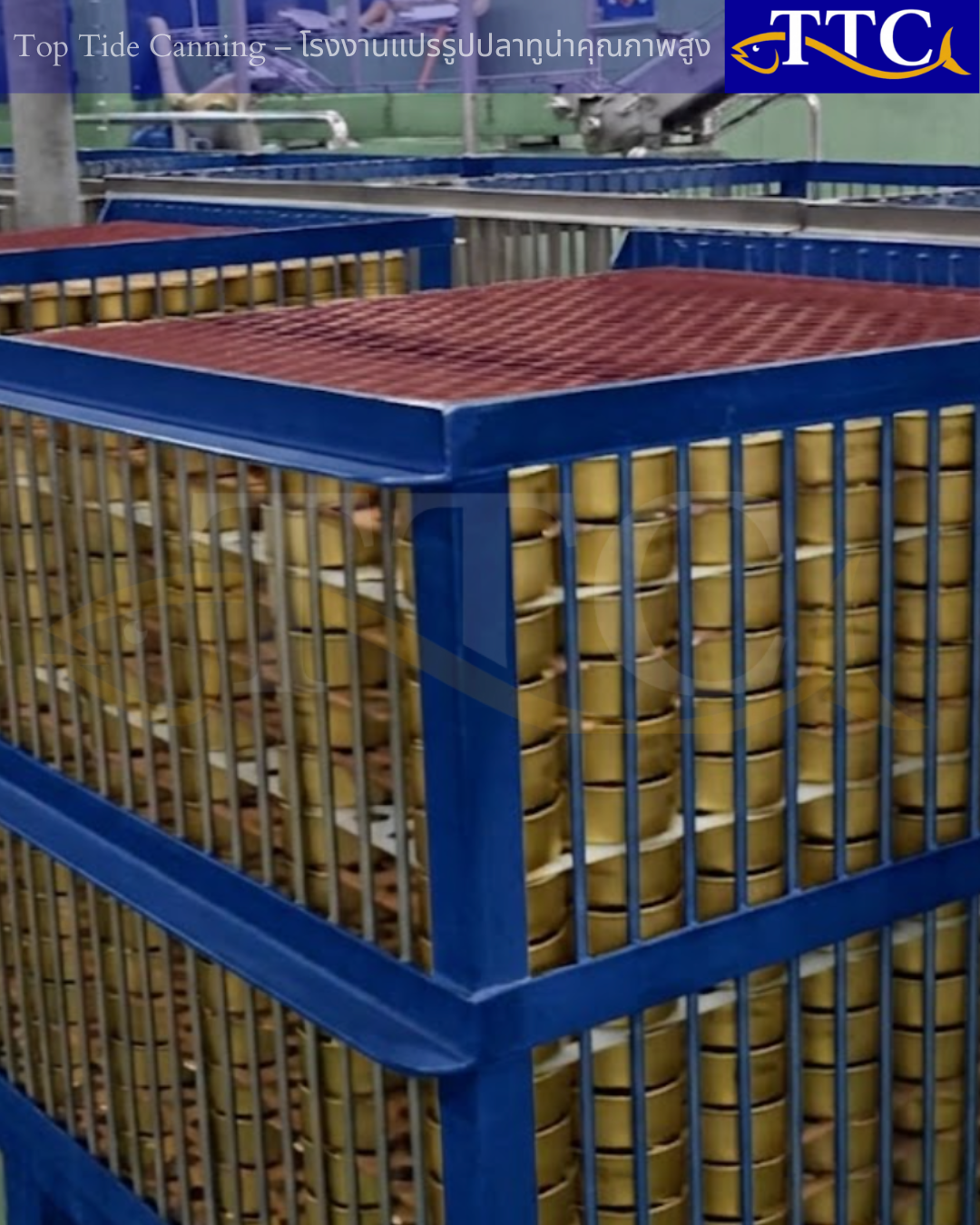 Bulk Canned Tuna Supply Solutions - Top Tide Canning