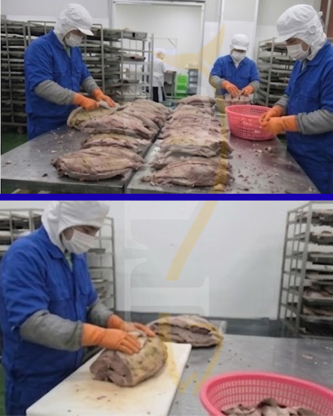 Top Tide Canning Seafood Manufacturer